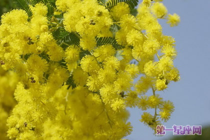 花语大全:金合欢的花语是什么?