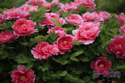 中国十大名花之一：总领群芳的牡丹