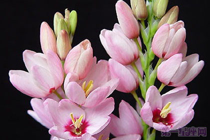 玉米百合的花语是什么