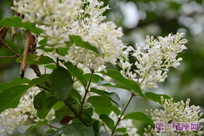 女贞的花语和象征意义