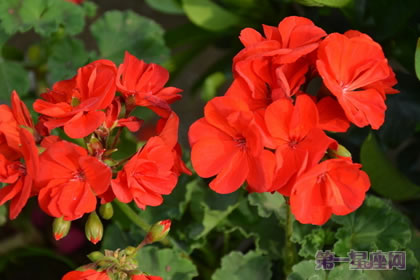 天竺葵的花语是什么?