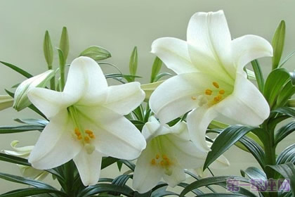 卡萨布兰卡花语是什么?