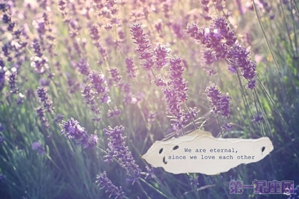 什么花的花语是等待爱情？