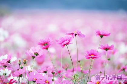 波斯菊的花语是什么？是坚强吗？