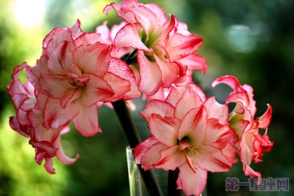 朱顶红花语是什么