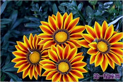 花语大全:非洲菊的花语是什么?