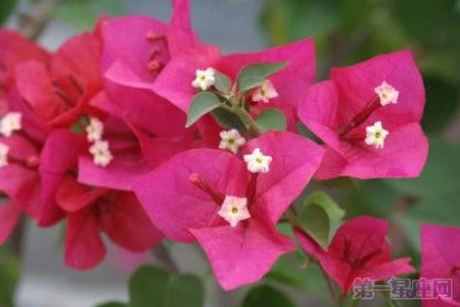三角梅的花语是什么