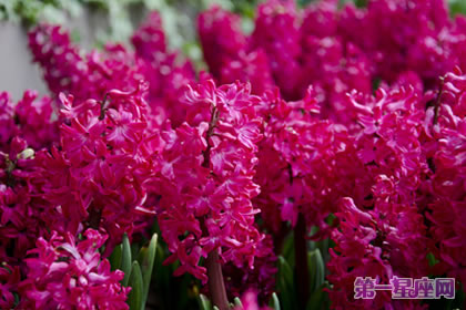 风信子花语，红色风信子花语代表着什么