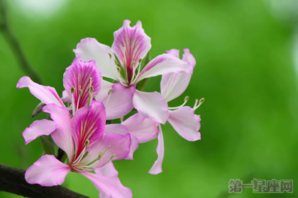 紫荆花的花语以及传说