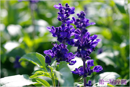 各种花的花语:蓝花鼠尾草花语