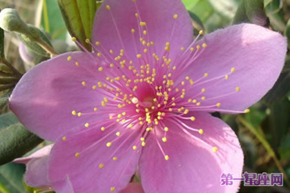 不常见的花与花语：桃金娘的花语是什么？