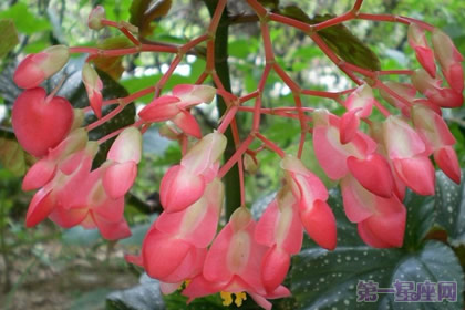 竹节海棠的花语是什么