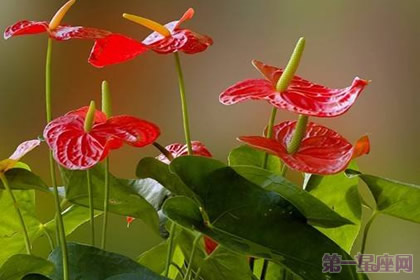 一年四季都盛开的花是什么花？