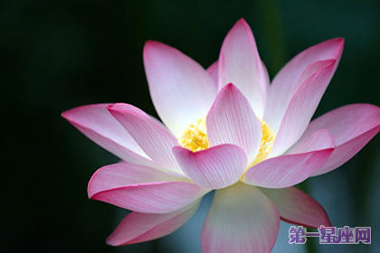 代表四季的花语：春夏秋冬代表花是什么？