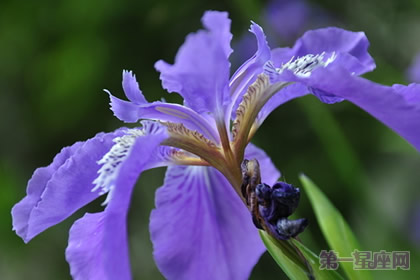 法国的国花是什么花？鸢尾花