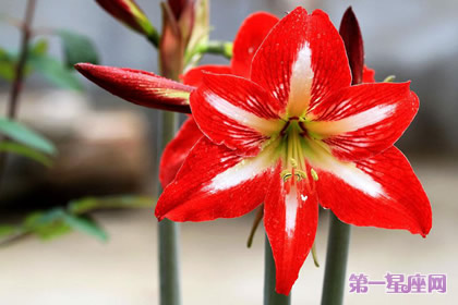 8月26日花语：孤挺花，生日花语芬芳