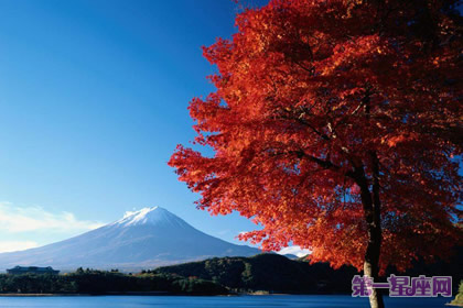 花语:月桂树,生日花语灵巧