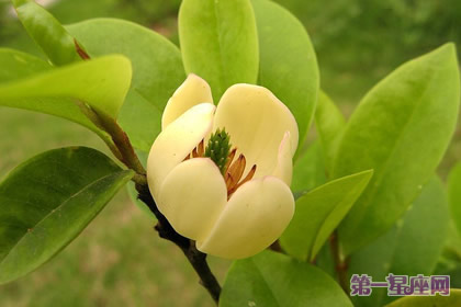 鹅掌楸的花语和象征代表意义