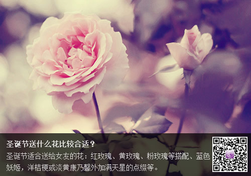 圣诞节送什么花比较合适?