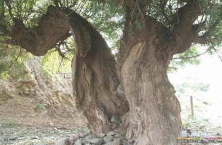 宁夏海源大地震二十三万人丧生