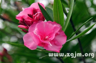夹竹桃的花语