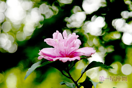 世界各国的国花是什么?