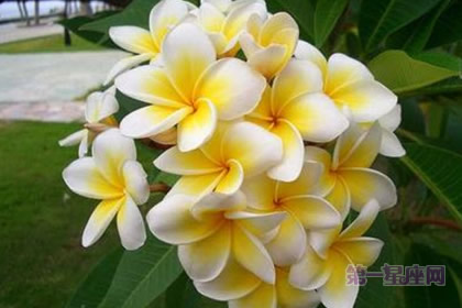 世界各国的国花是什么?