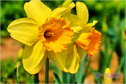 2月9生日花：黄水仙，生日花语敬爱