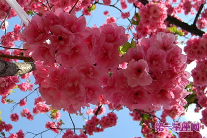 花语大全：樱花的花语是什么？