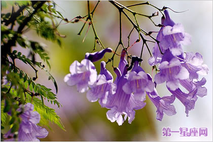 花语大全:蓝花楹的花语