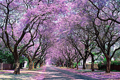 紫薇花花语是什么