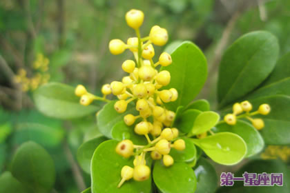 花语传说：米兰花的象征意义与传说