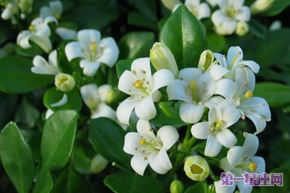 九里香的花语是什么？