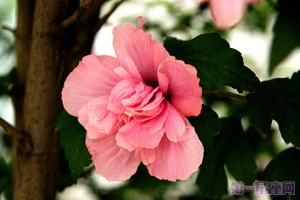 木槿花的花语是什么