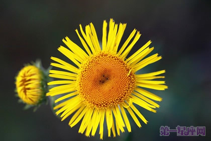 生日花语：野菊花的花语