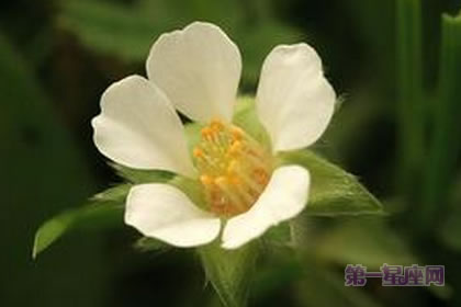 1月14日生日花:无子草莓,生日花语虚伪