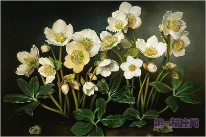 1月21日生日花：圣诞玫瑰，生日花语矛盾