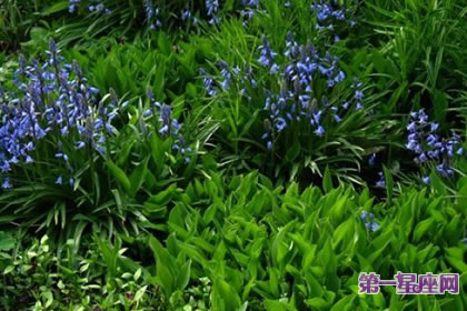 8月4日花语:蓝铃花,生日花语访问