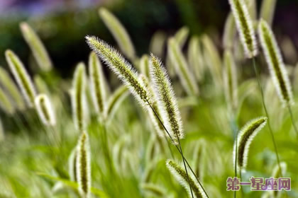 8月19日花语:猫尾草,生日花语计画