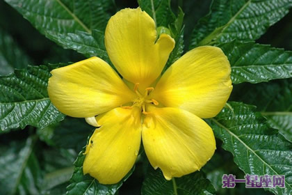 花语：时钟花，生日花语受难