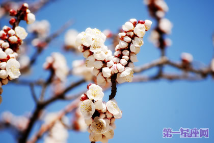 腊梅花花语：高尚的心灵