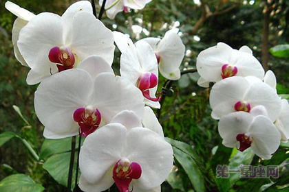 花语大全:白花蝴蝶兰的花语