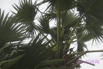 详解：唐棕榈(山棕)的花语