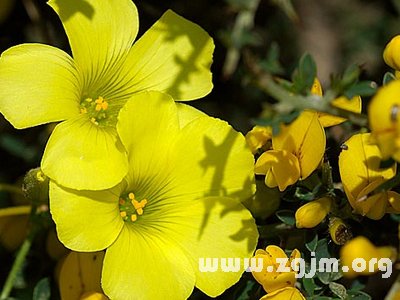 百慕达奶油花的花语