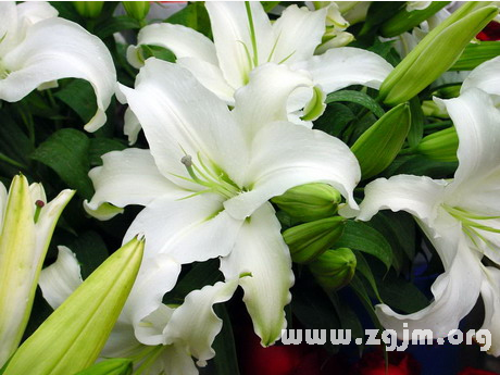 香水百合的花语