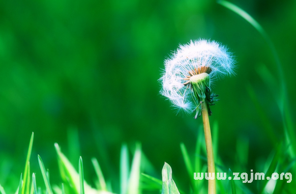 蒲公英的花语