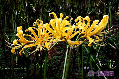 花语传说：忽地笑的花语和传说