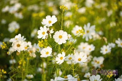 代表告别与送行的花