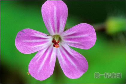 4月29日花语：汉荭鱼腥草，生日花语脉动