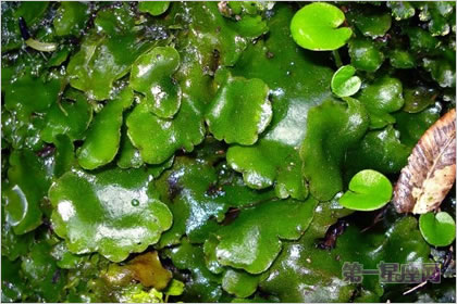 2月12生日花:沙洲草,生日花语健康